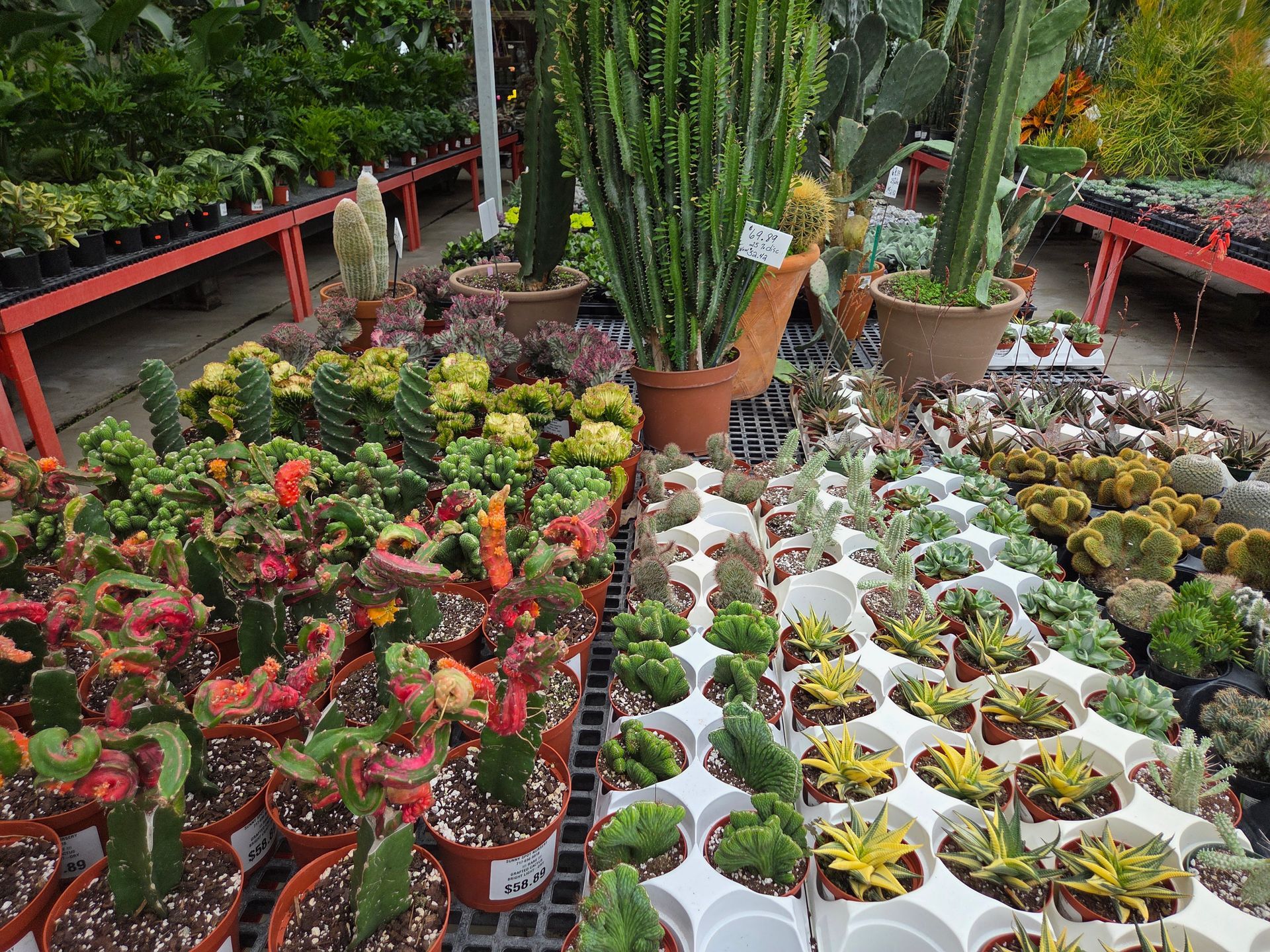 Potted Plants on Table — Ronks, PA — Sunny Spot Nursery