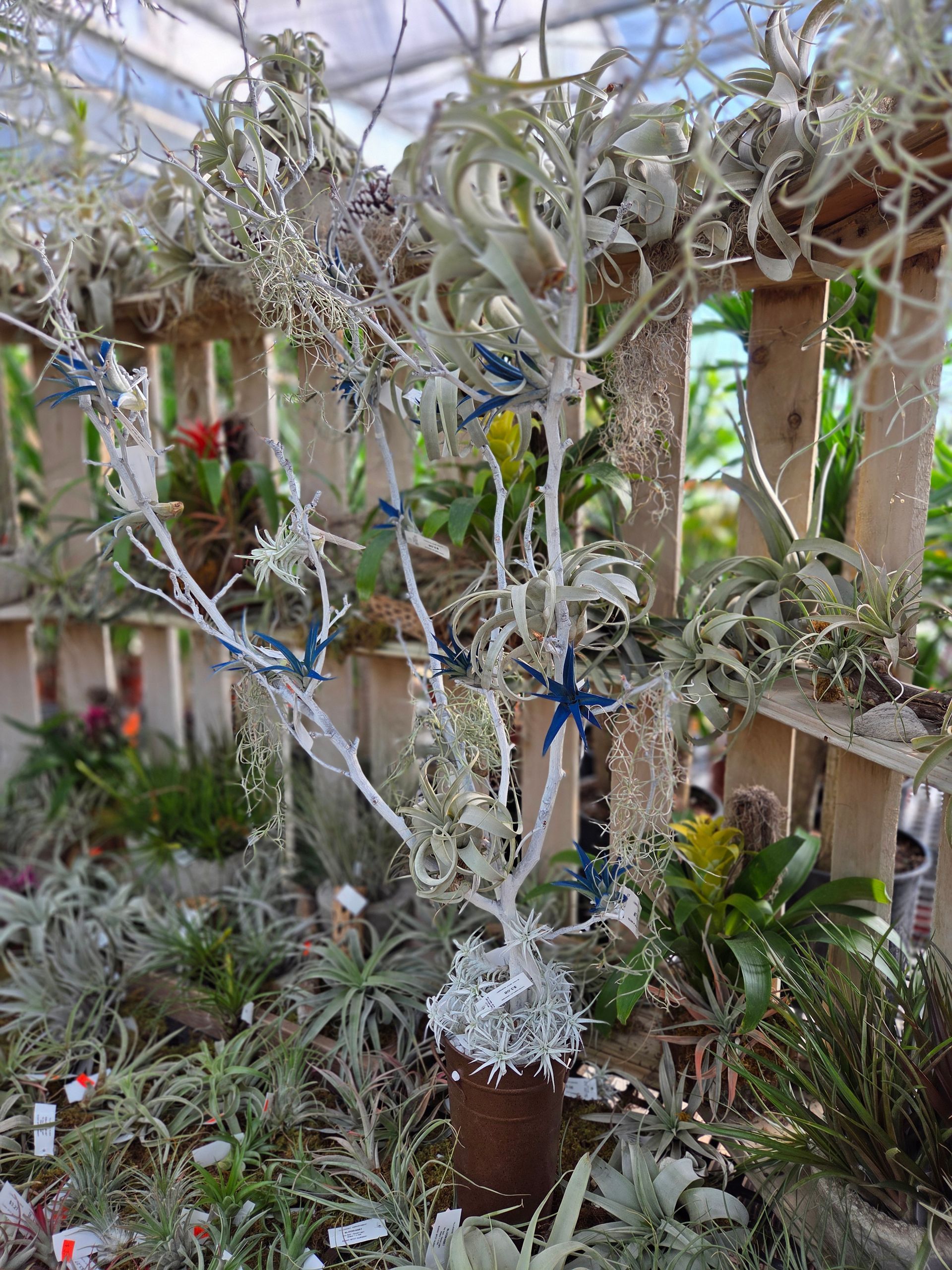 Perennial Flowers — Ronks, PA — Sunny Spot Nursery