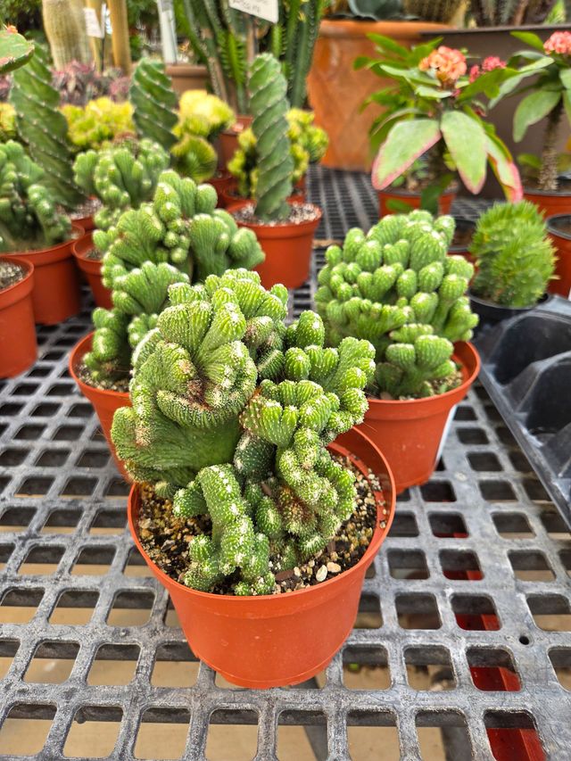 Cactus and Succulent Plants  Lancaster, PA  Sunny Spot Nursery