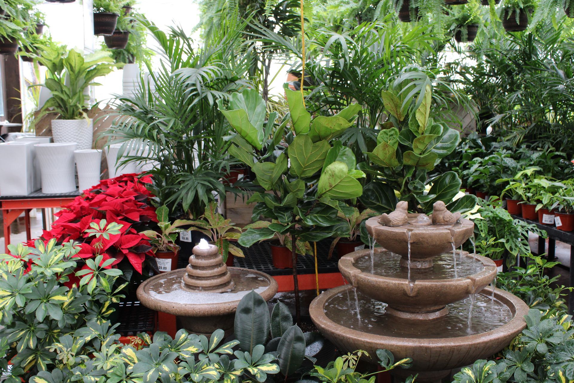 Houseplants — Ronks, PA — Sunny Spot Nursery
