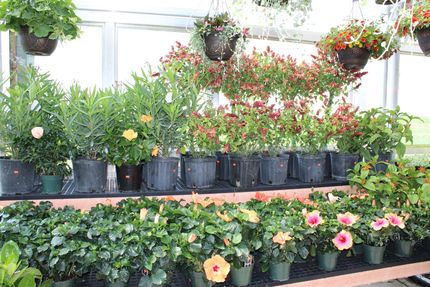 Plant Nursery  Lancaster, PA  Sunny Spot Nursery