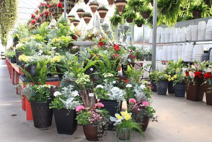 Plant Nursery  Lancaster, PA  Sunny Spot Nursery