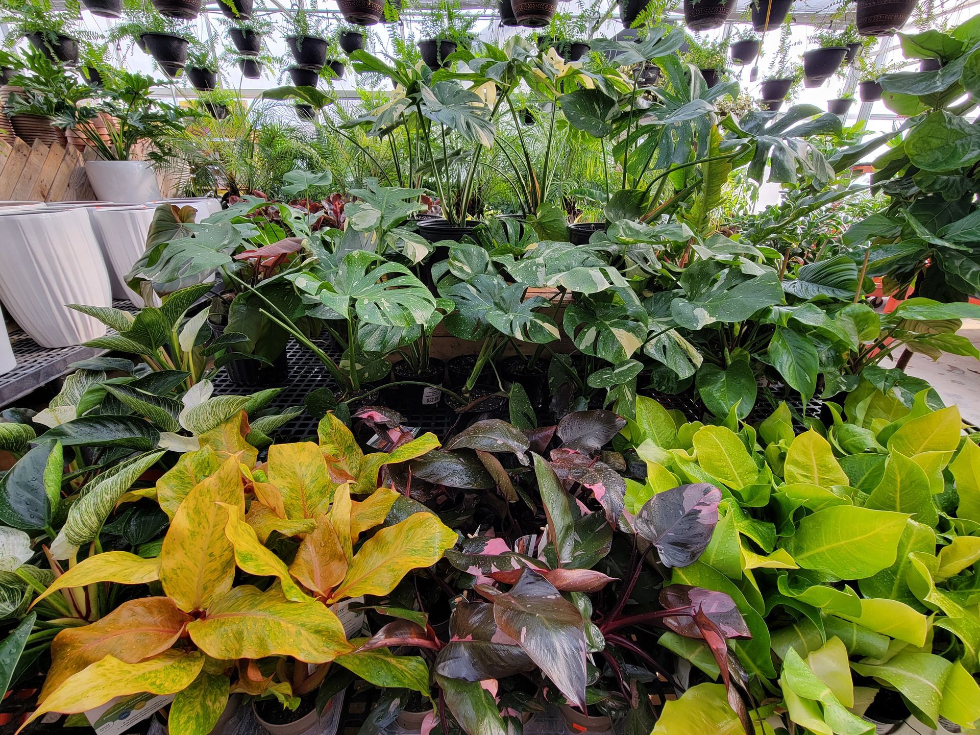 House Plants — Ronks, PA — Sunny Spot Nursery