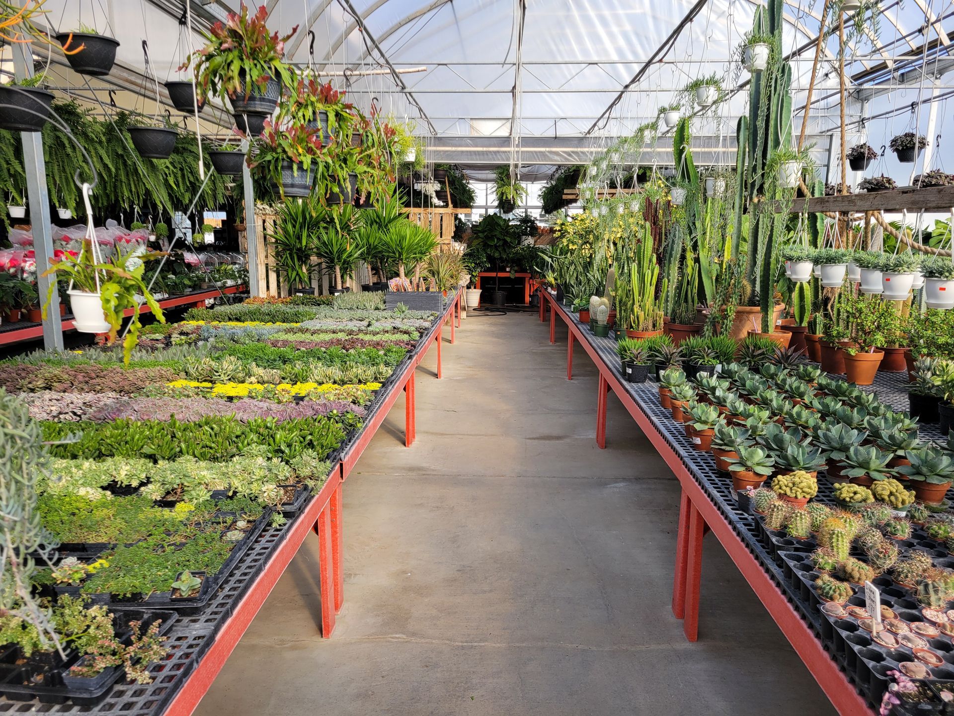 Cactus Plants and Succulents — Ronks, PA — Sunny Spot Nursery