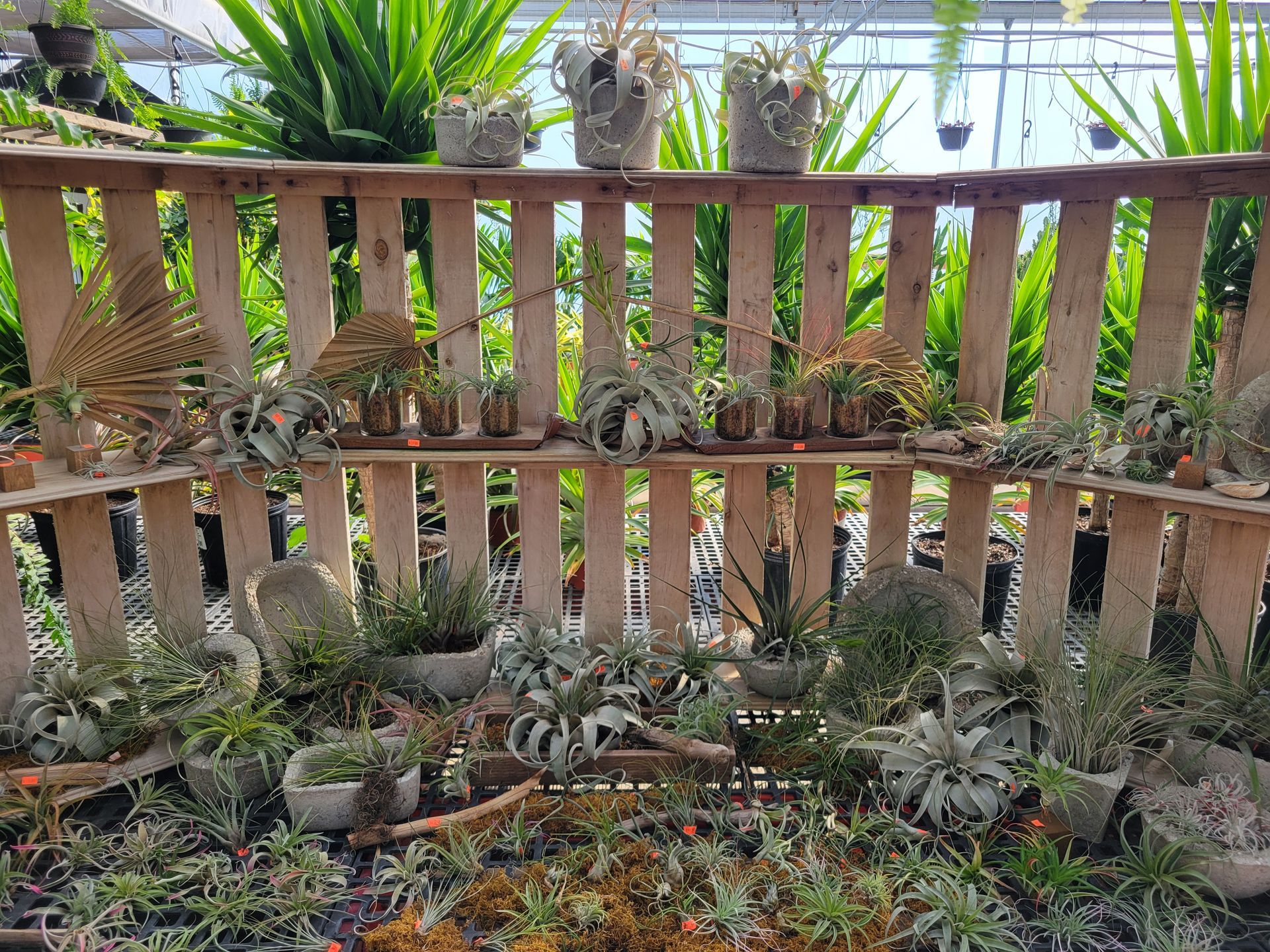 Rare House Plants in Store — Ronks, PA — Sunny Spot Nursery