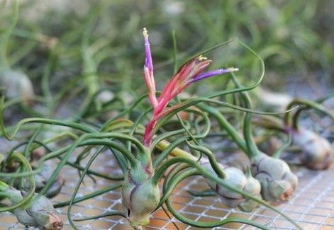 Air Plants  Lancaster, PA  Sunny Spot Nursery
