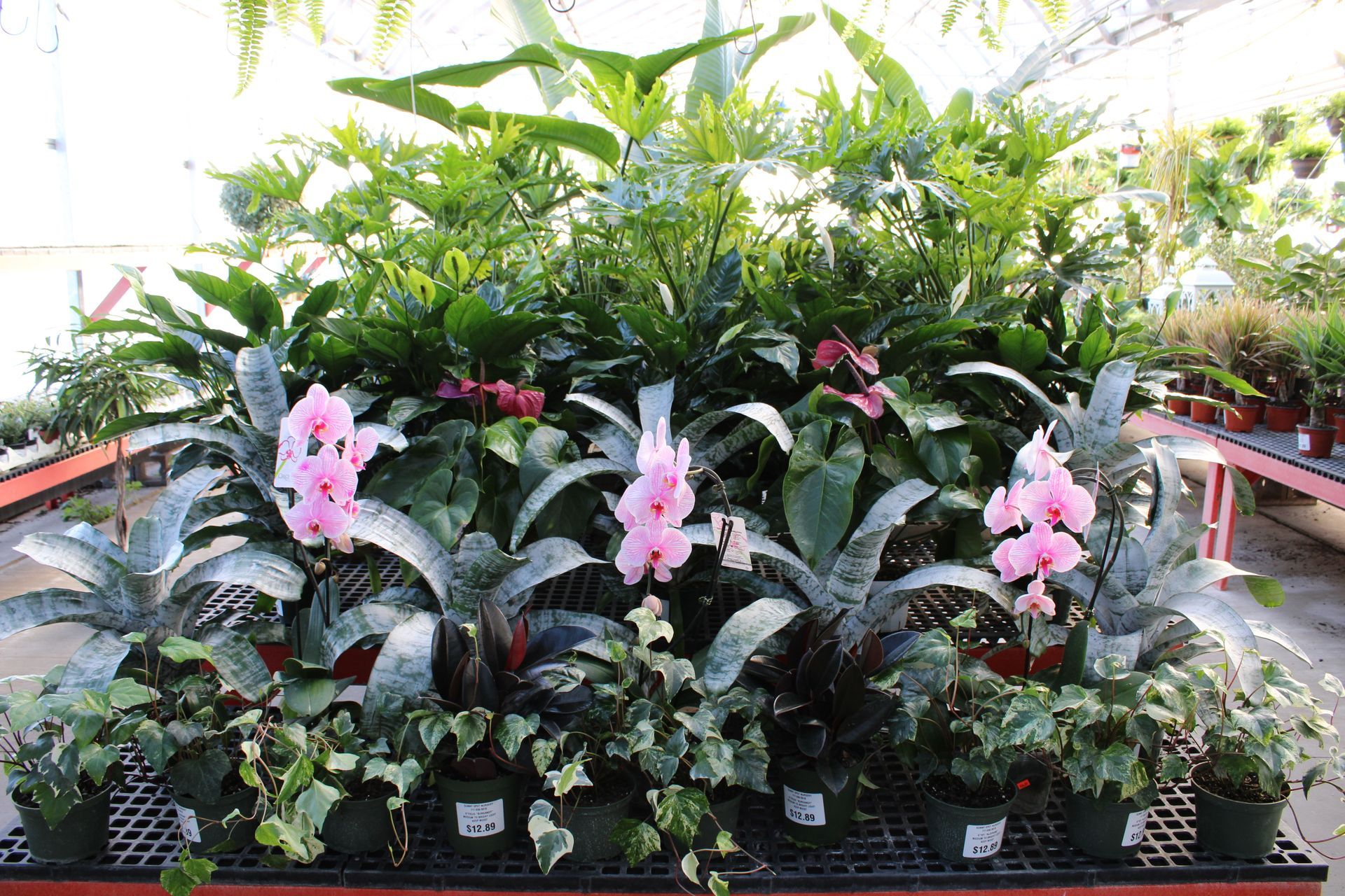 Different Flowers — Ronks, PA — Sunny Spot Nursery