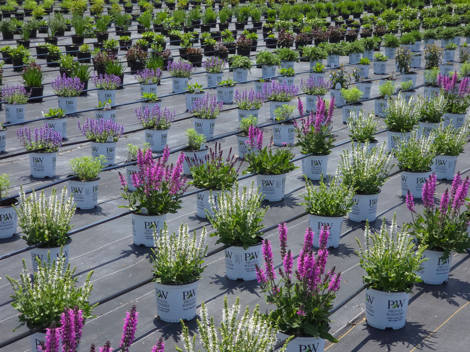 Perennial Flowers — Ronks, PA — Sunny Spot Nursery