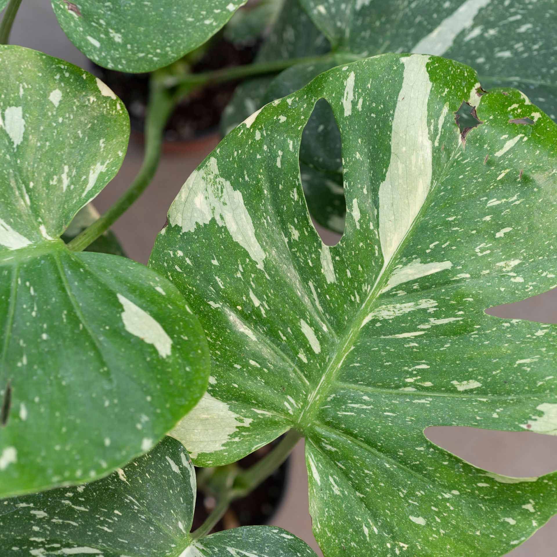 Rare House Plants — Ronks, PA — Sunny Spot Nursery