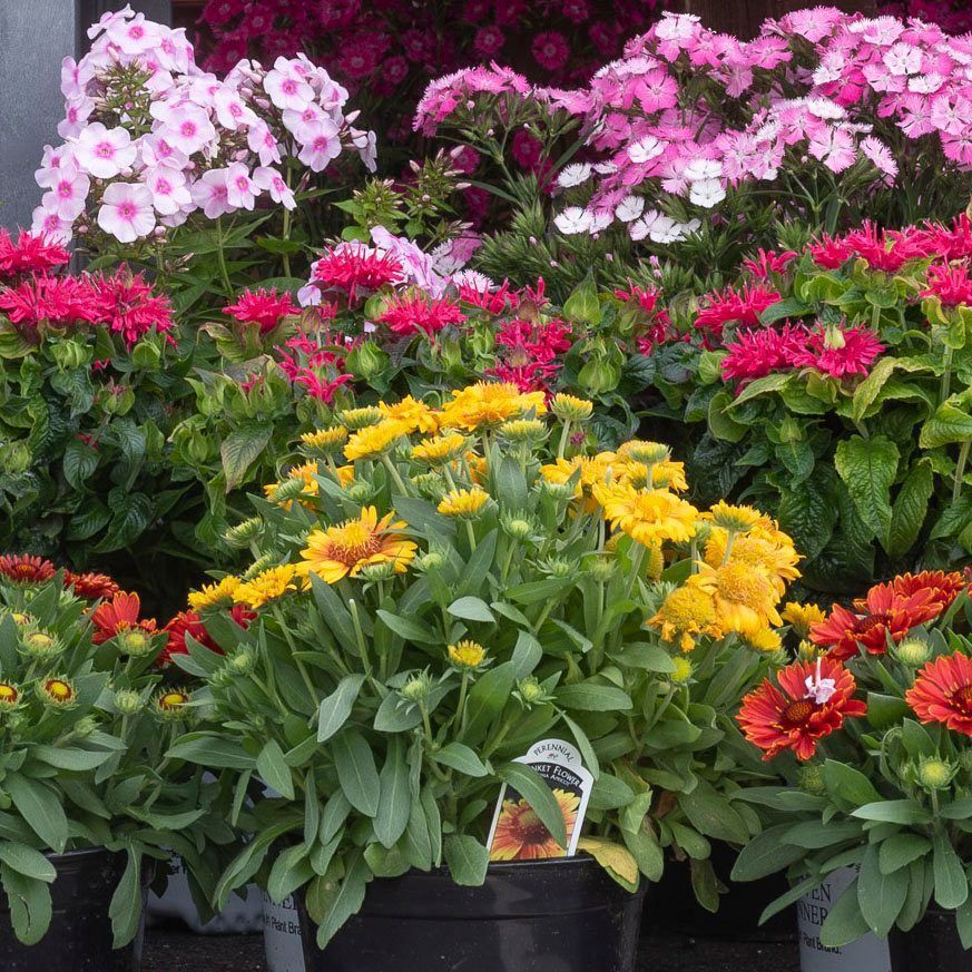 Perennial Flowers — Ronks, PA — Sunny Spot Nursery