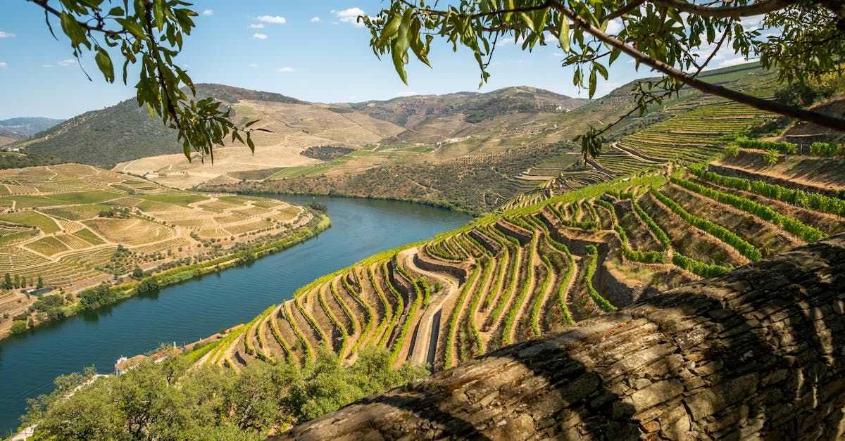 A river flowing through a valley surrounded by mountains and vineyards.