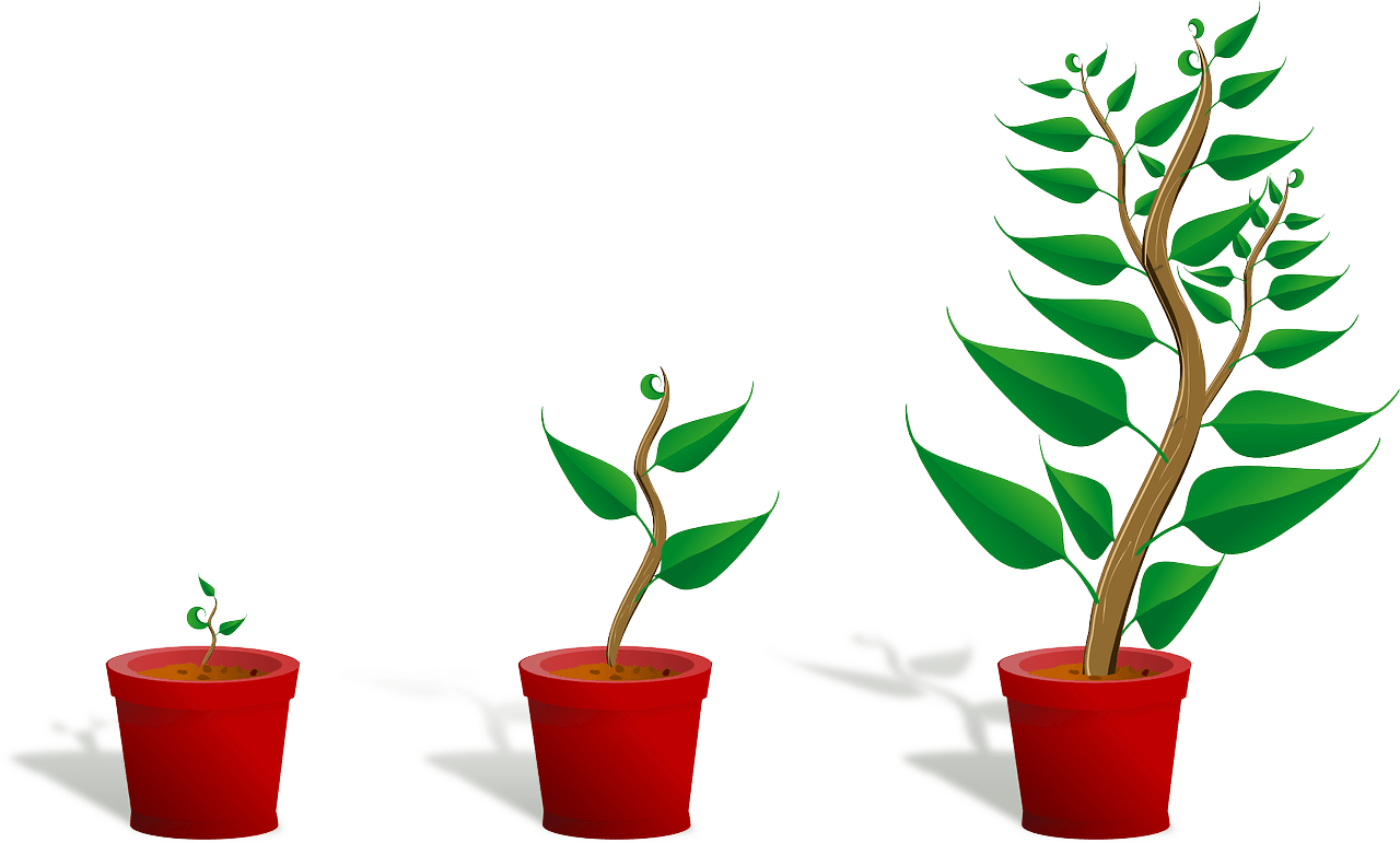 Three potted plants are growing in different stages