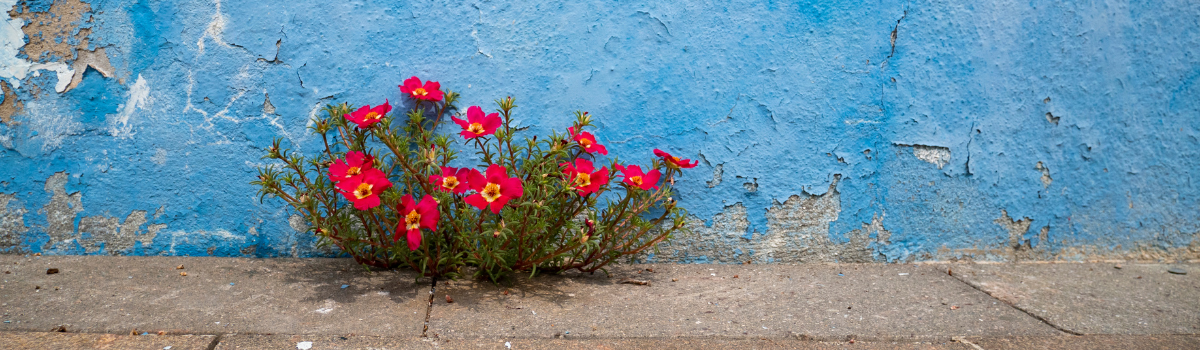 flowers blooming beside an unkept building wall illustrating how reward programs grow small accounts