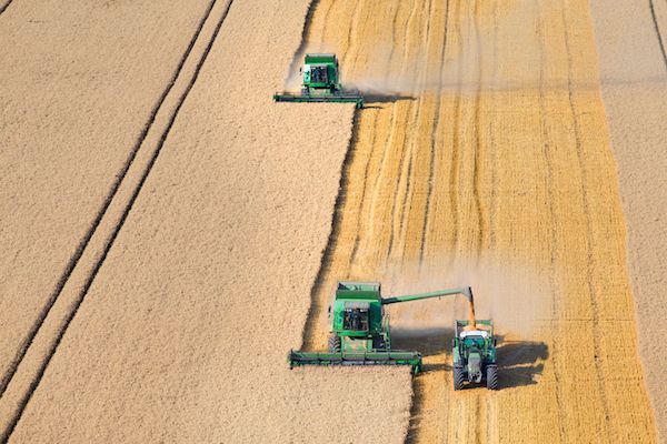Two combines in a field harvesting wheat loading into tractor