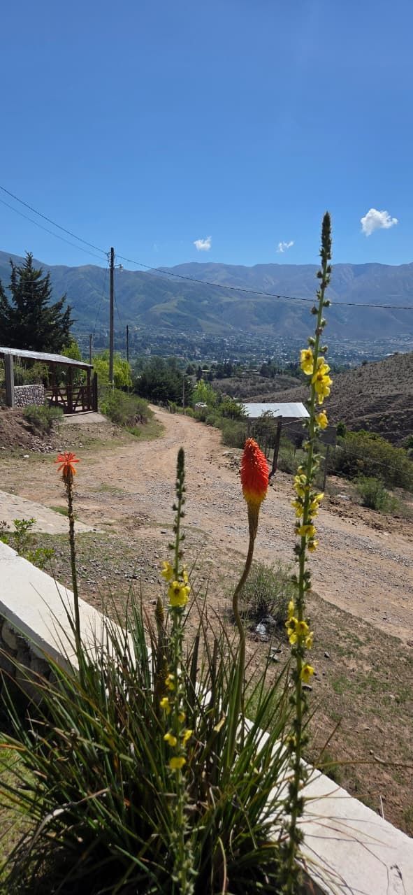 Flores de póquer al rojo vivo frente a un camino de tierra, con montañas y cielo azul de fondo.