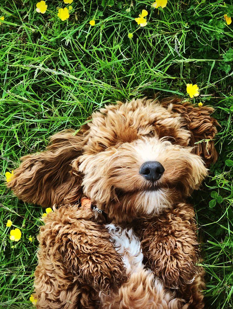 Cute Dog — Eugene, OR — Happy Tails Pet Sitting & More