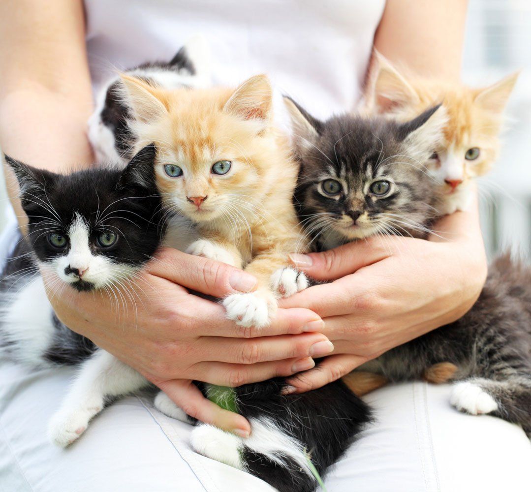 Cats — Eugene, OR — Happy Tails Pet Sitting & More