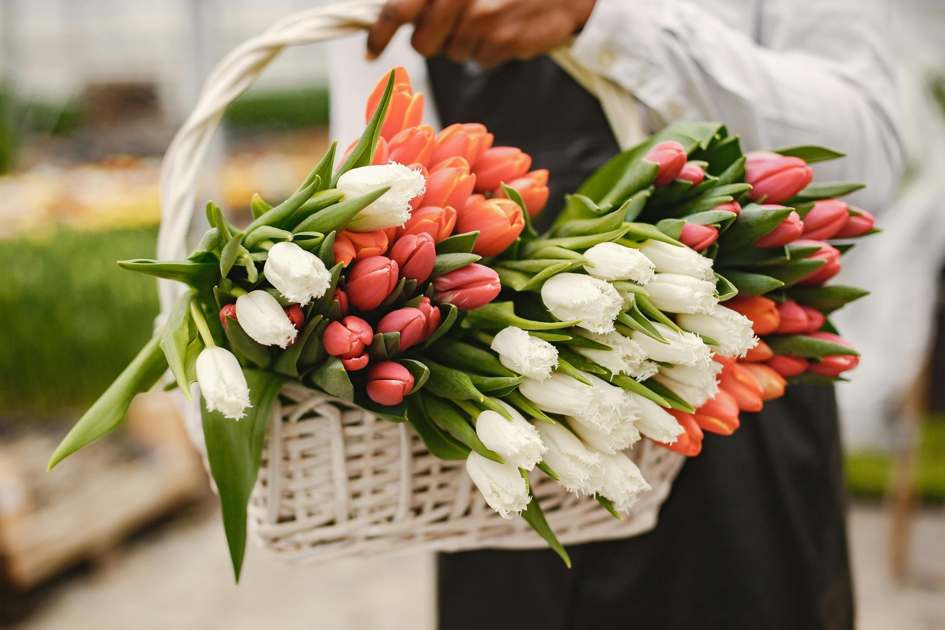 Person holding a basket overflowing with white, orange, and red tulips.