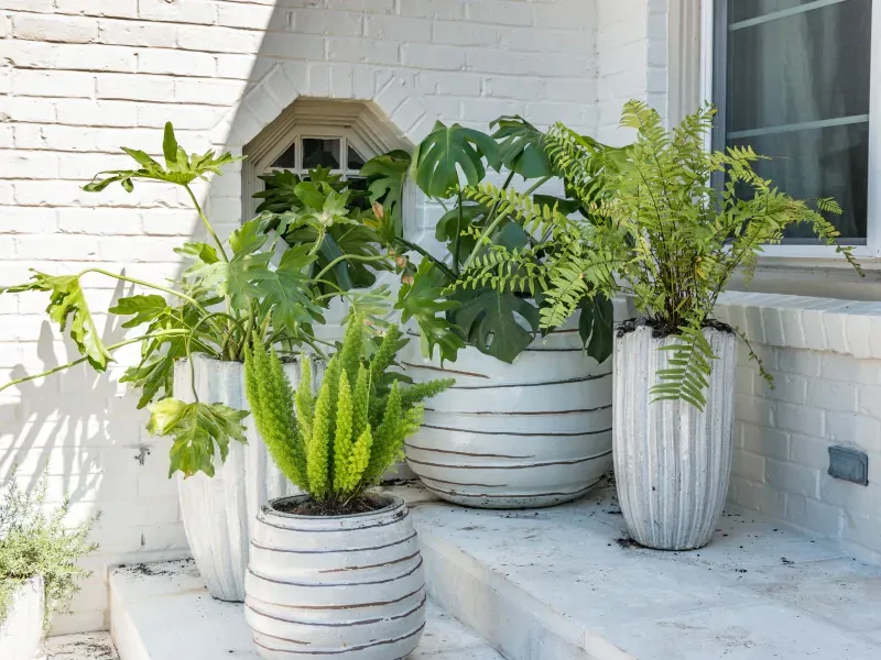 Three potted plants are sitting on a porch next to a window.