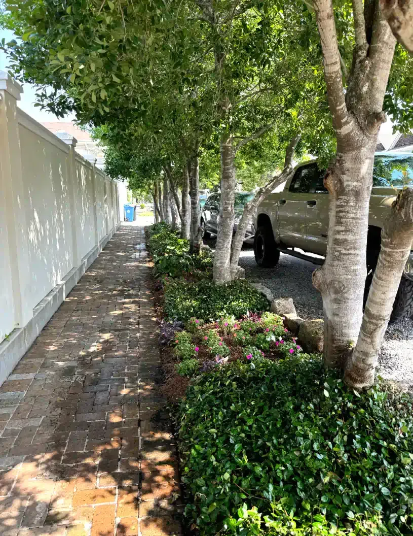 A row of trees along a sidewalk with cars parked on the side of the road.