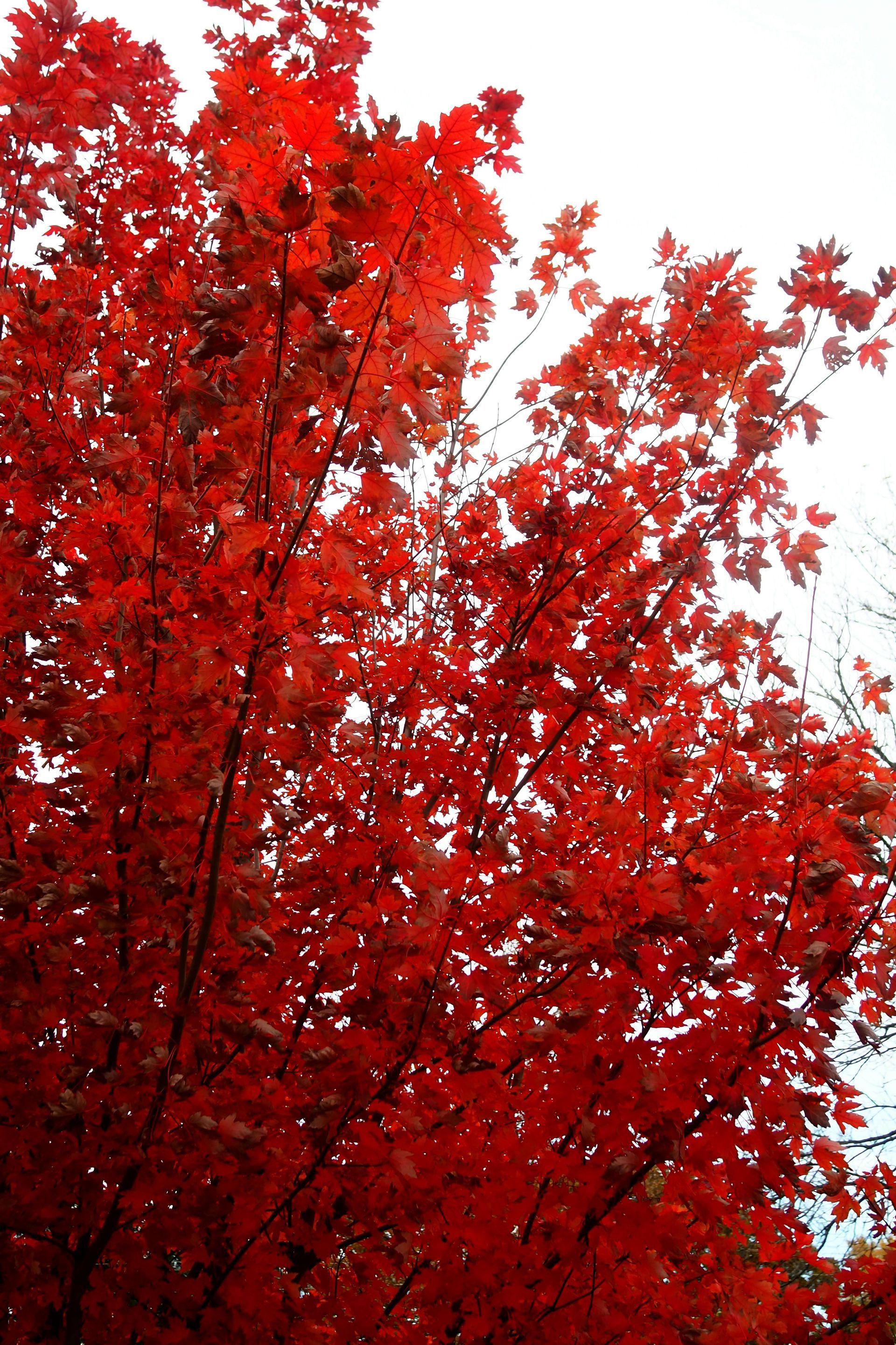 Maple tree with red leaves