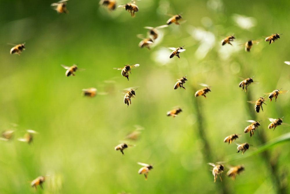 Bees in flight