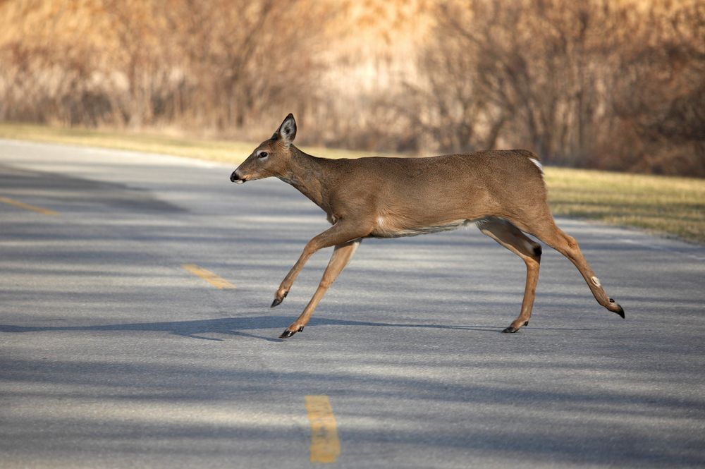 Deer Hit and Run