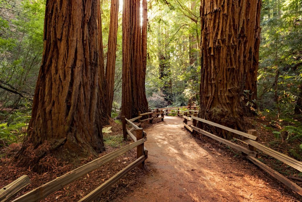 Muir Woods California Redwoods trees