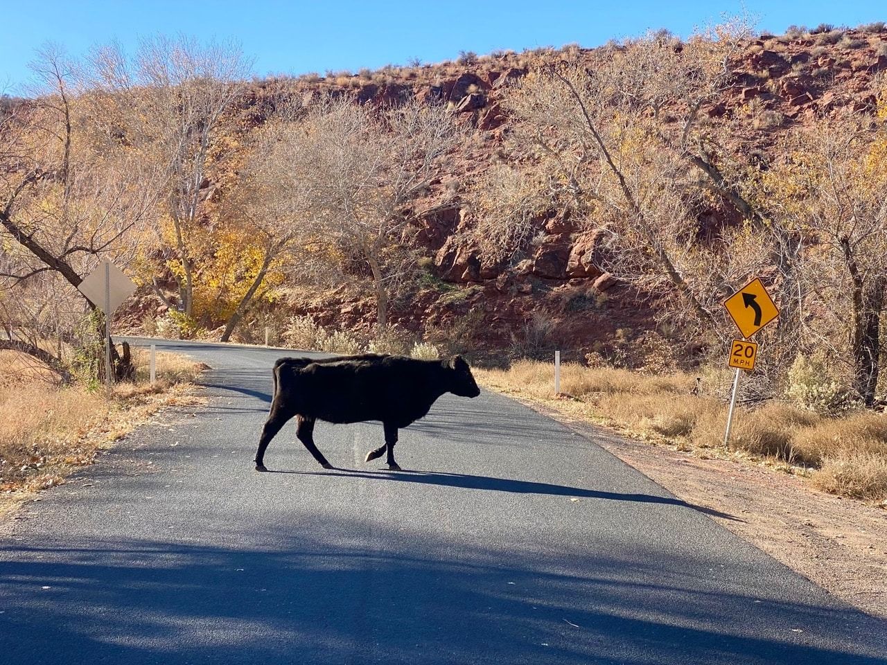 Dog Attacks vs. Wildlife Encounters