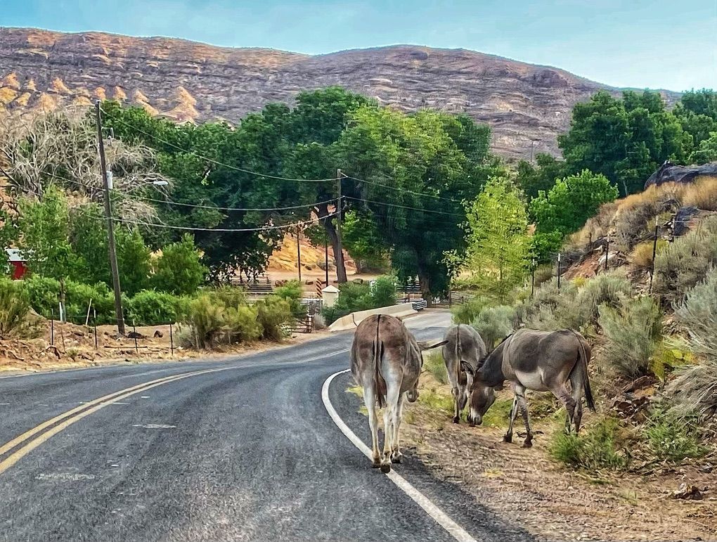 donkeys on the side of the road in Utah