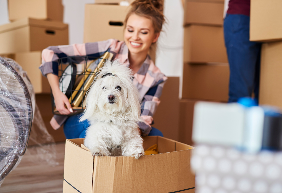 A woman kneeling next to a dog popping out of a box