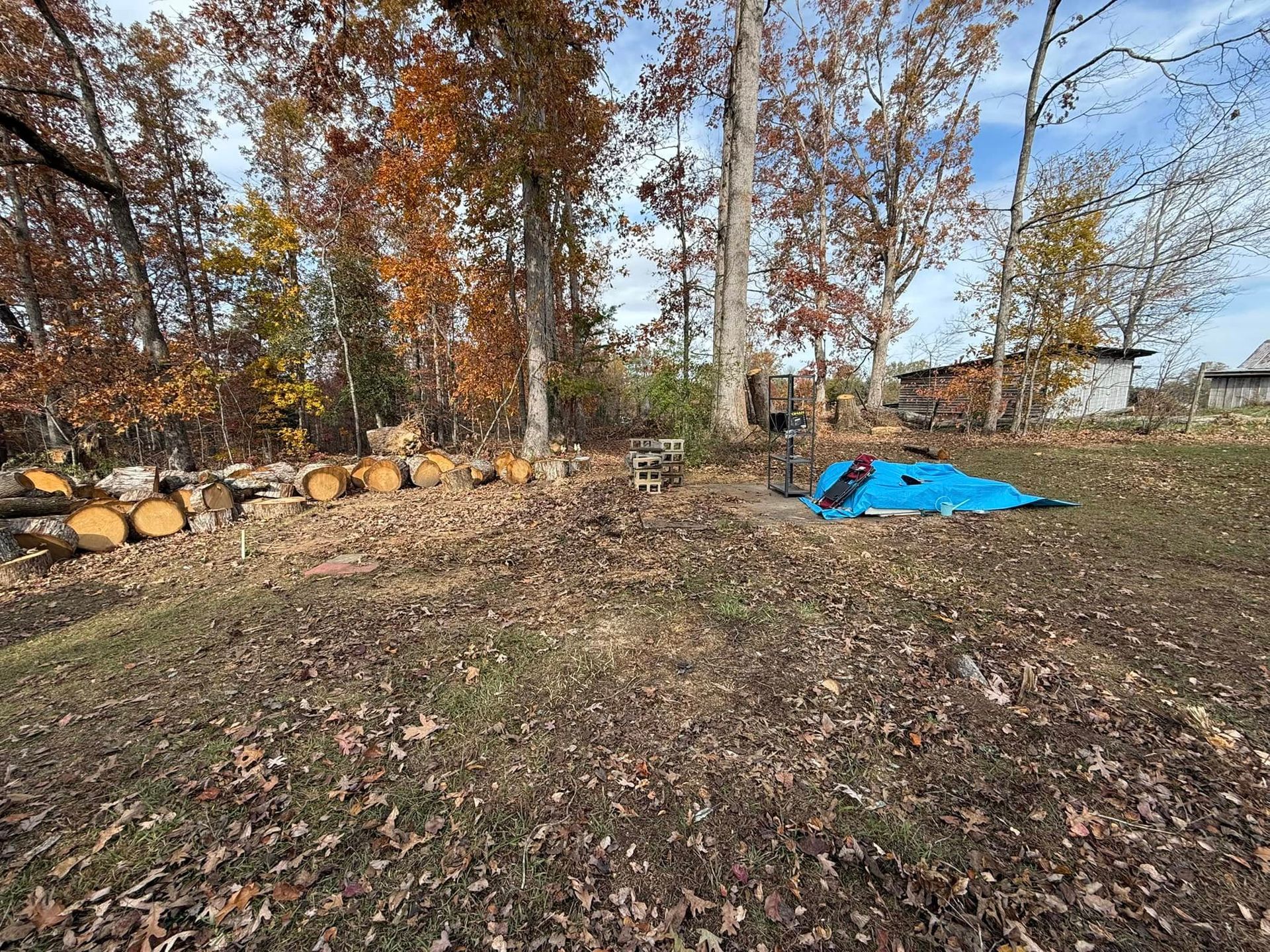 Logs, blue tarp, and trees in a yard covered in fallen leaves; autumn colors.