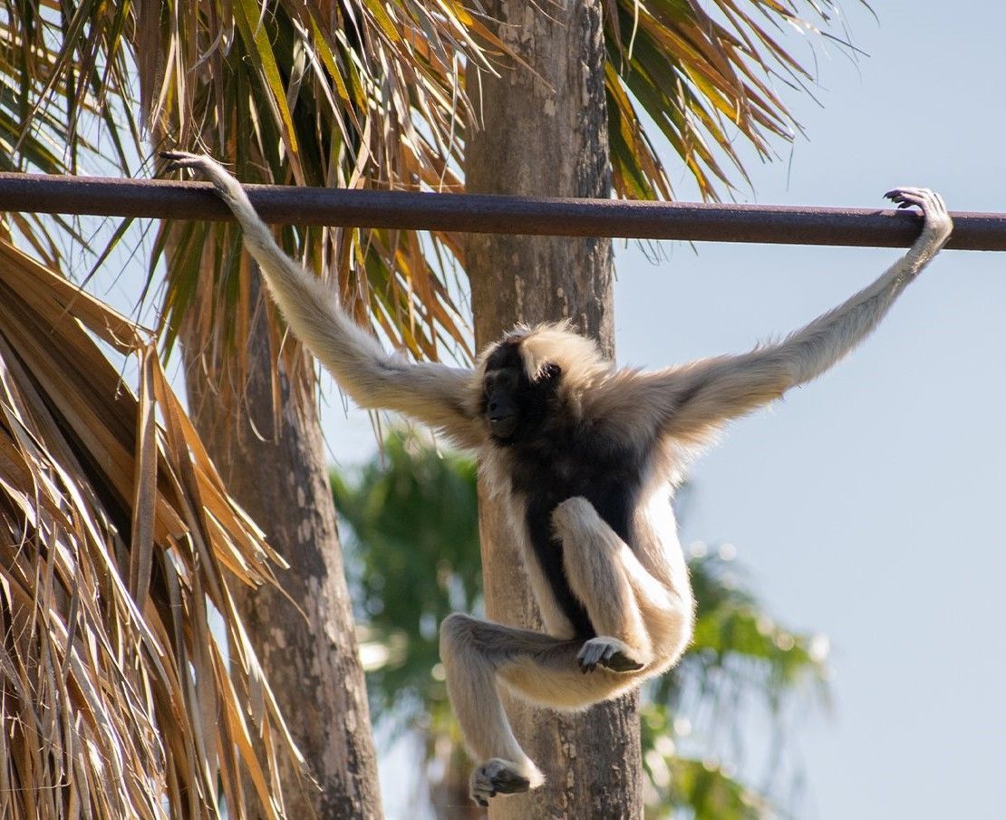 A monkey is hanging from a pole in a tree