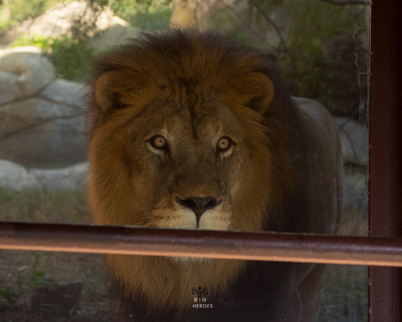 A close up of a lion looking through a window