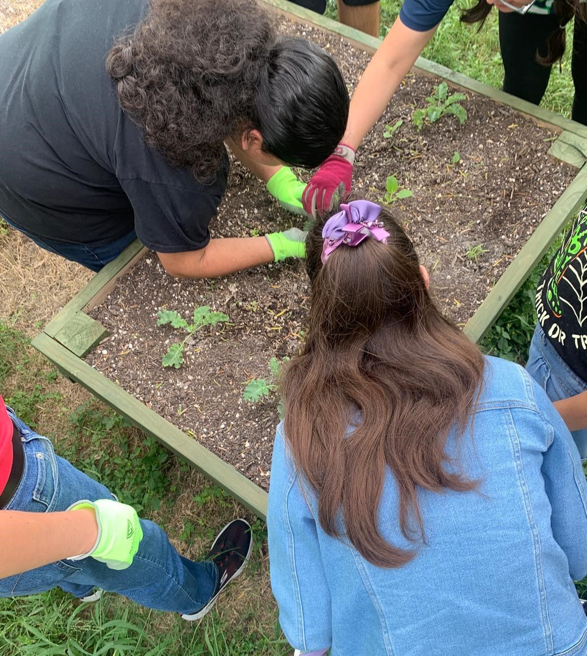 A group of people are working in a garden.
