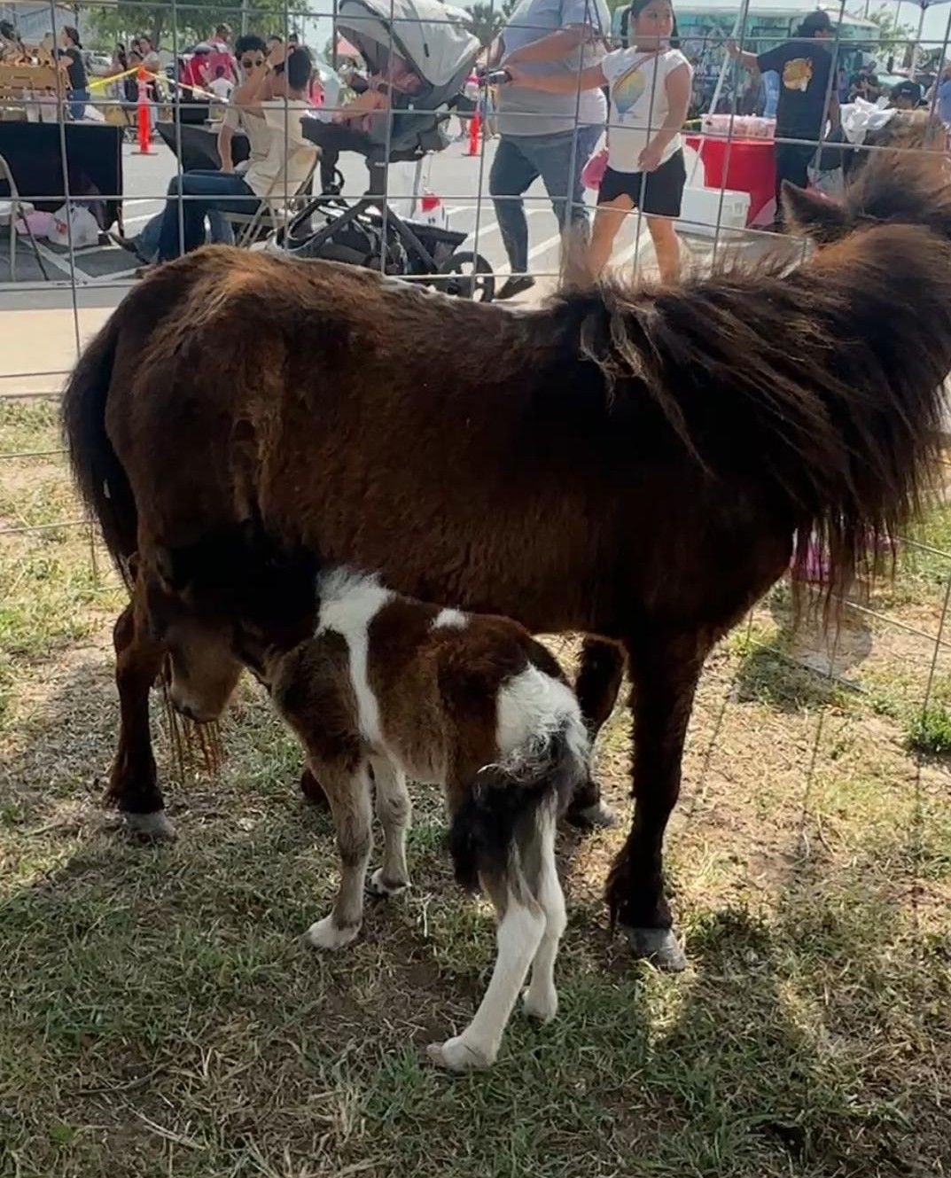 A small brown and white horse standing next to a large brown horse