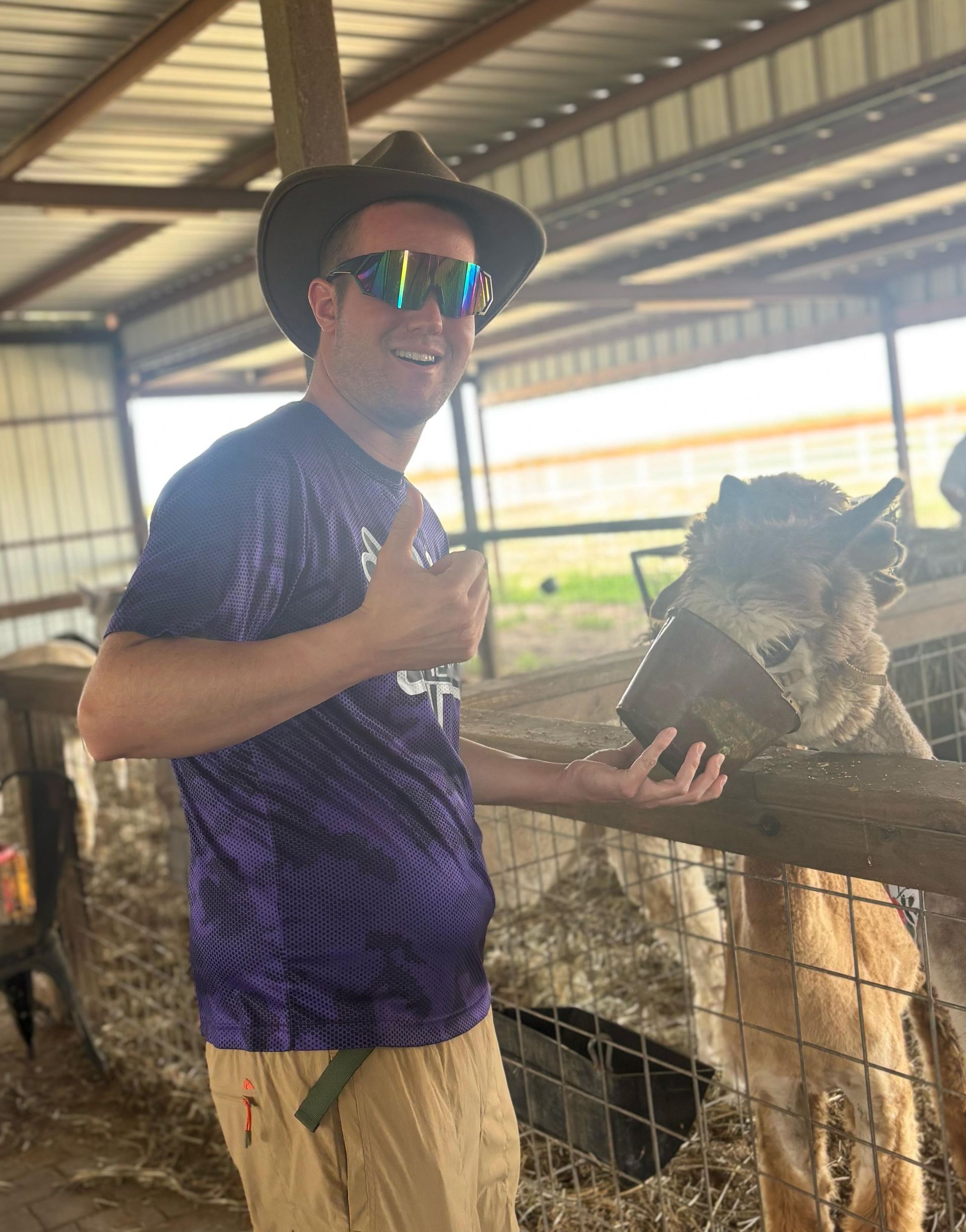 Man in cowboy hat, sunglasses, purple shirt, feeding llama in barn.