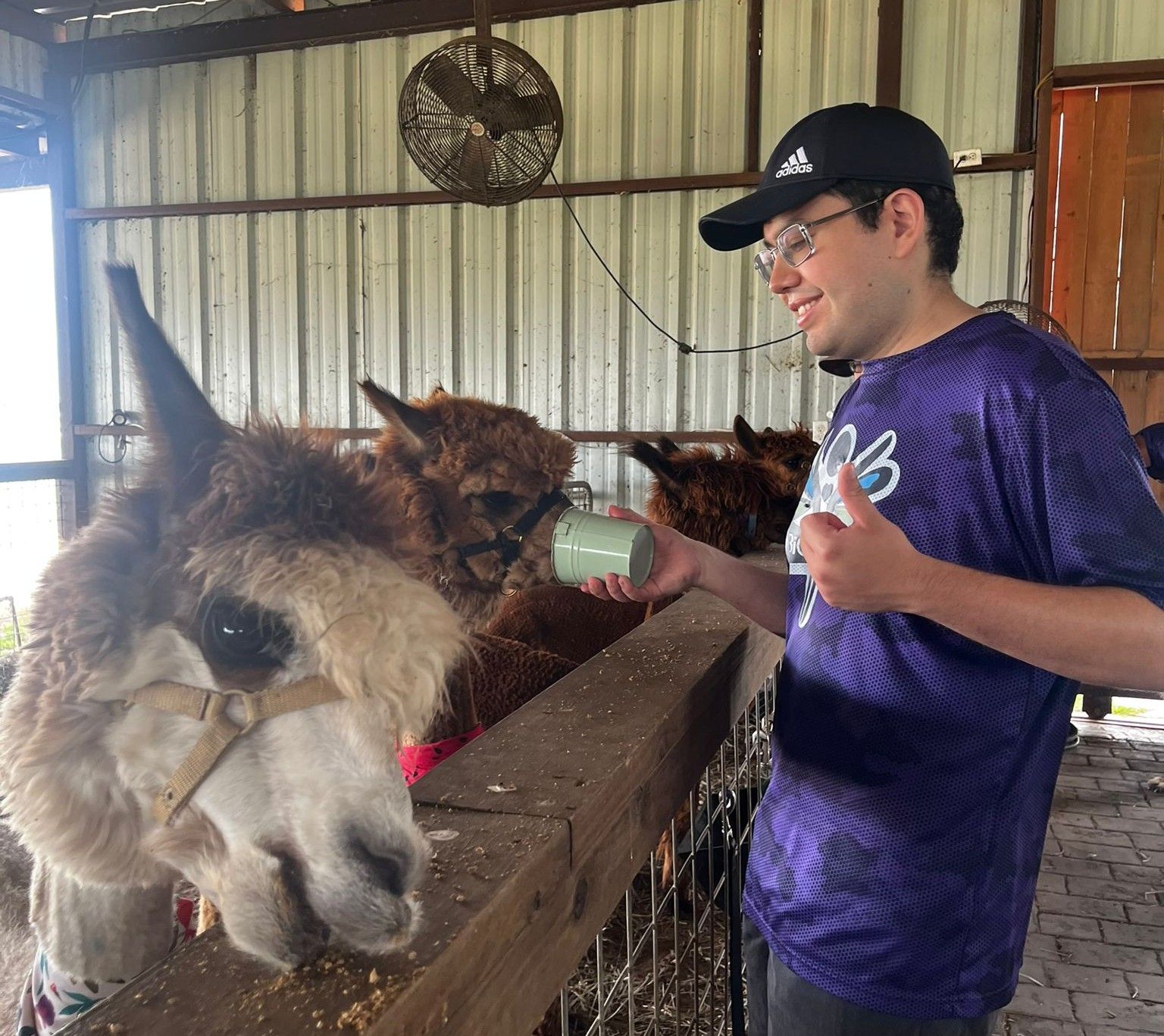Man in a cap feeding alpaca. Man gives thumbs up. They are in a barn-like structure.