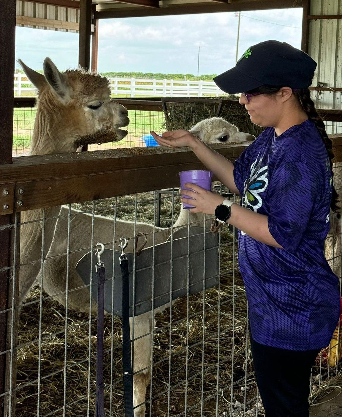 Woman feeding alpaca in a barn; light brown alpaca, purple cup, green cap, and sunny day.