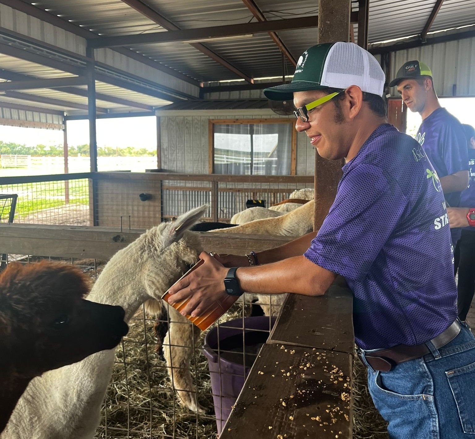 Man in purple shirt feeds a white goat in a barn. Another man in background.
