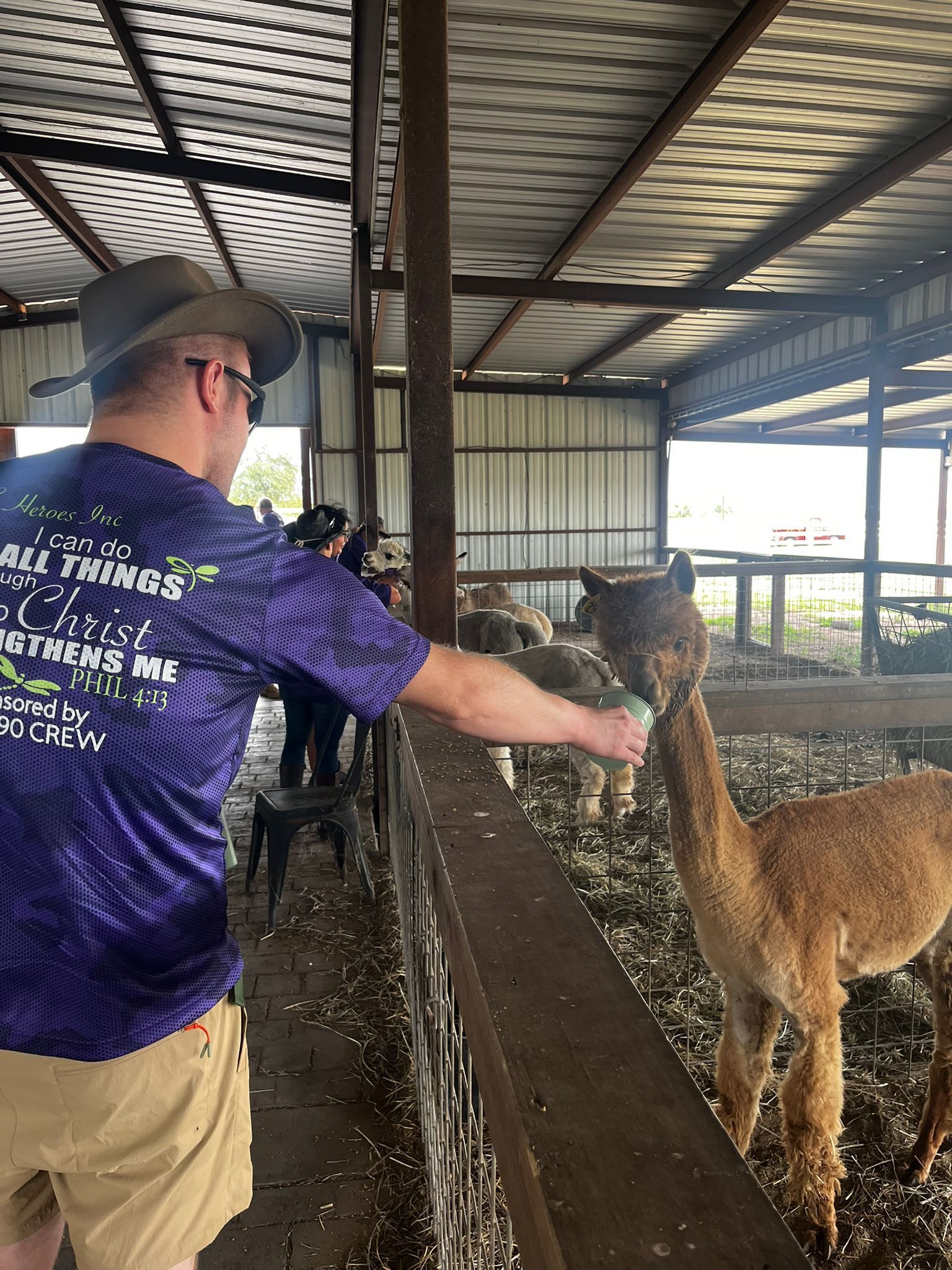 Man in hat feeds alpaca at farm.