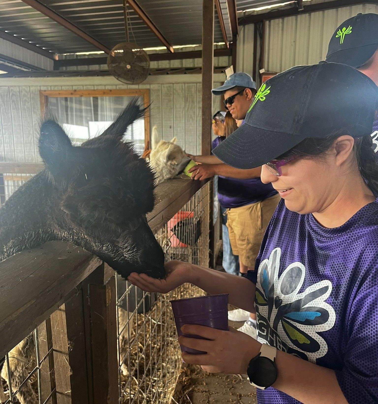 People feeding llamas at a farm. Woman in purple shirt and black hat, man in hat and sunglasses. Wooden structure.
