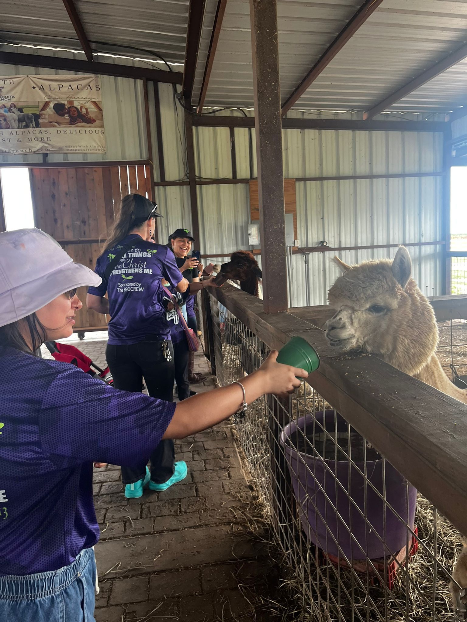 Woman in purple shirt feeds an alpaca in a barn, other people watch.