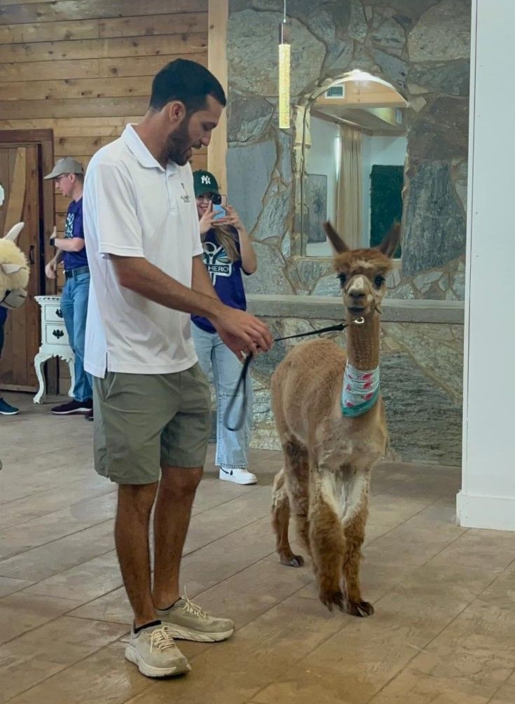 Man in shorts holding a leash connected to a brown alpaca wearing a neckerchief; indoors, neutral background.