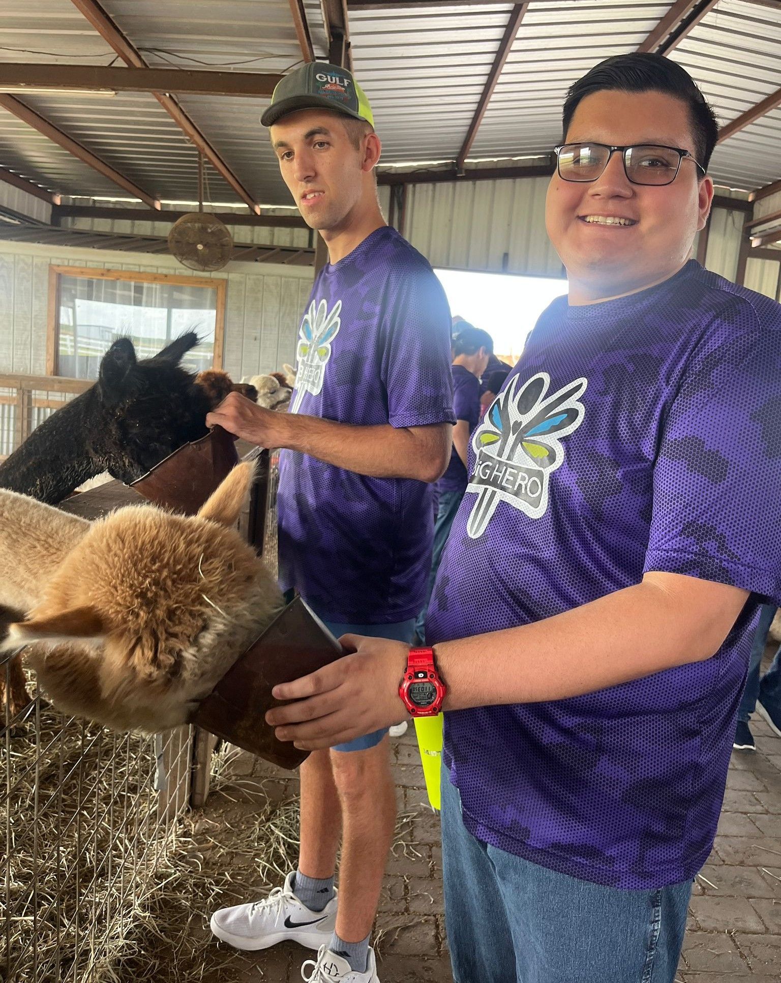 Two men in purple shirts feed alpacas in a barn; one man smiles, others look on.