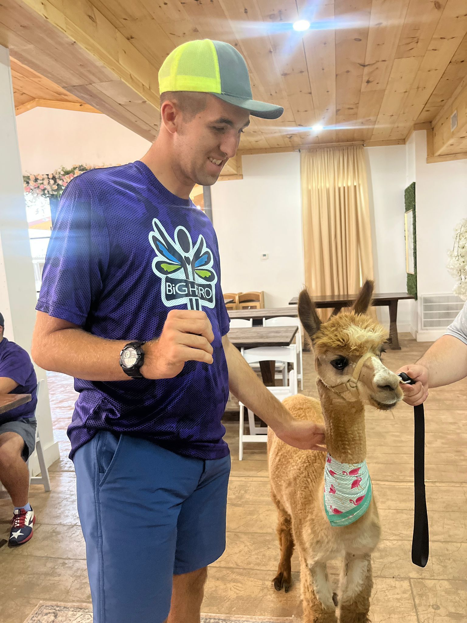 Man in purple shirt pets a tan alpaca wearing a bandana indoors.