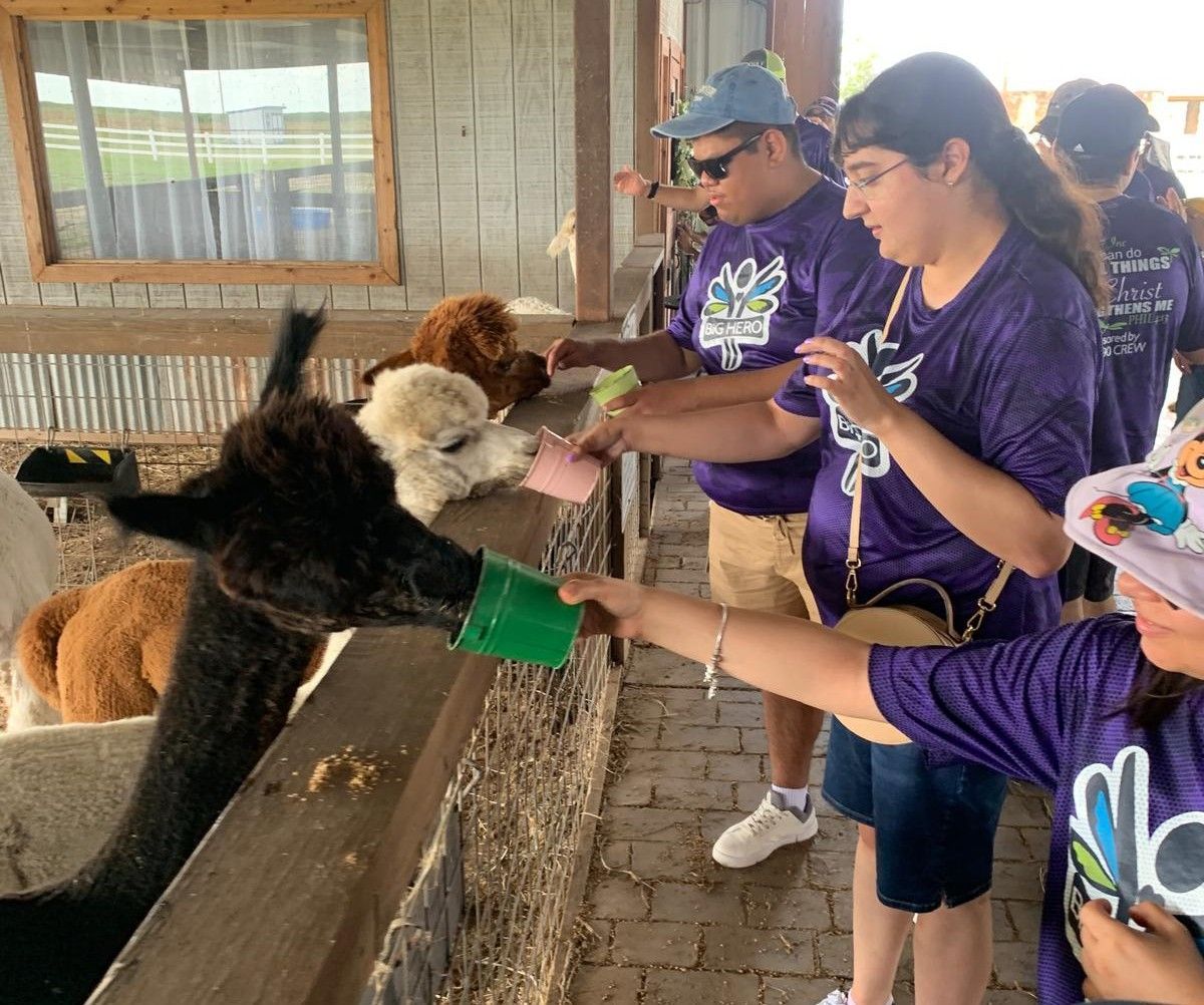 People feeding alpacas at a farm. They wear purple shirts and are smiling.