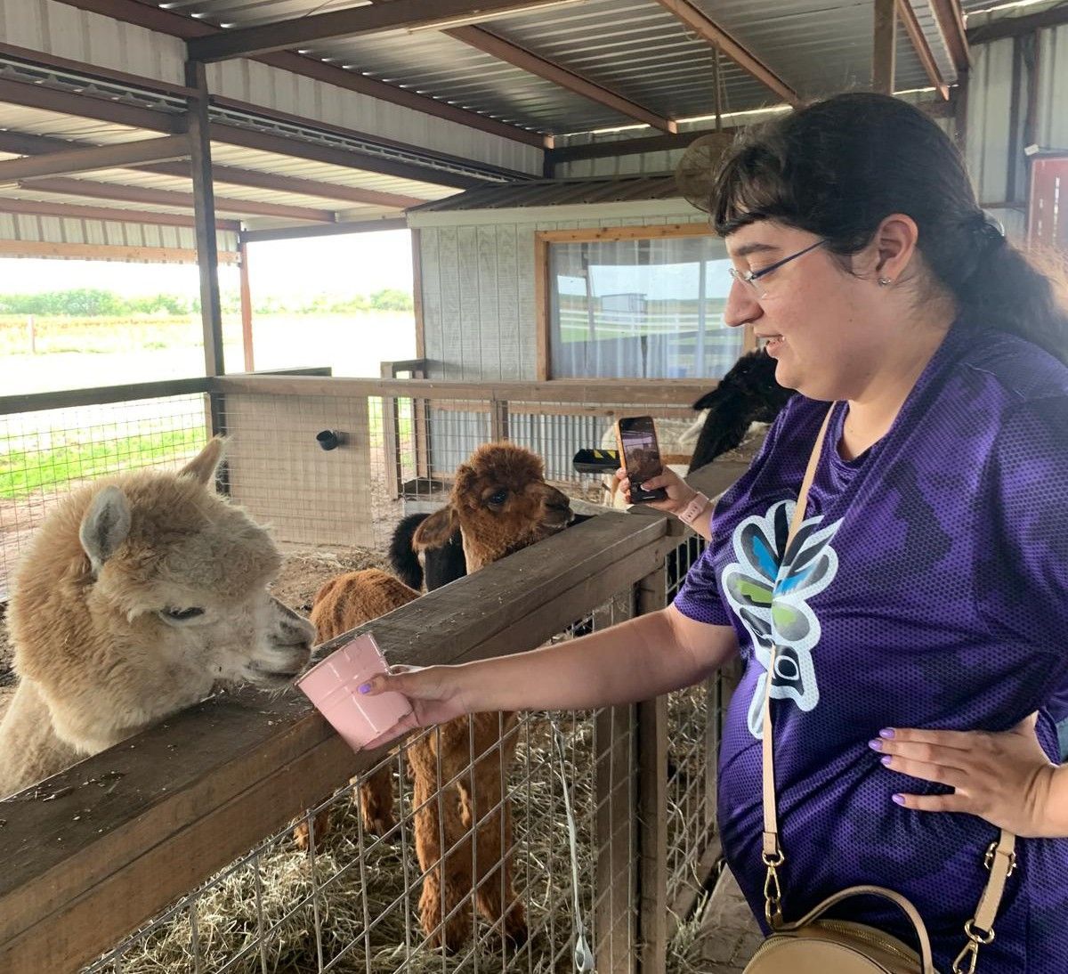 Woman in purple shirt feeds alpaca at a farm, taking photo with her phone.