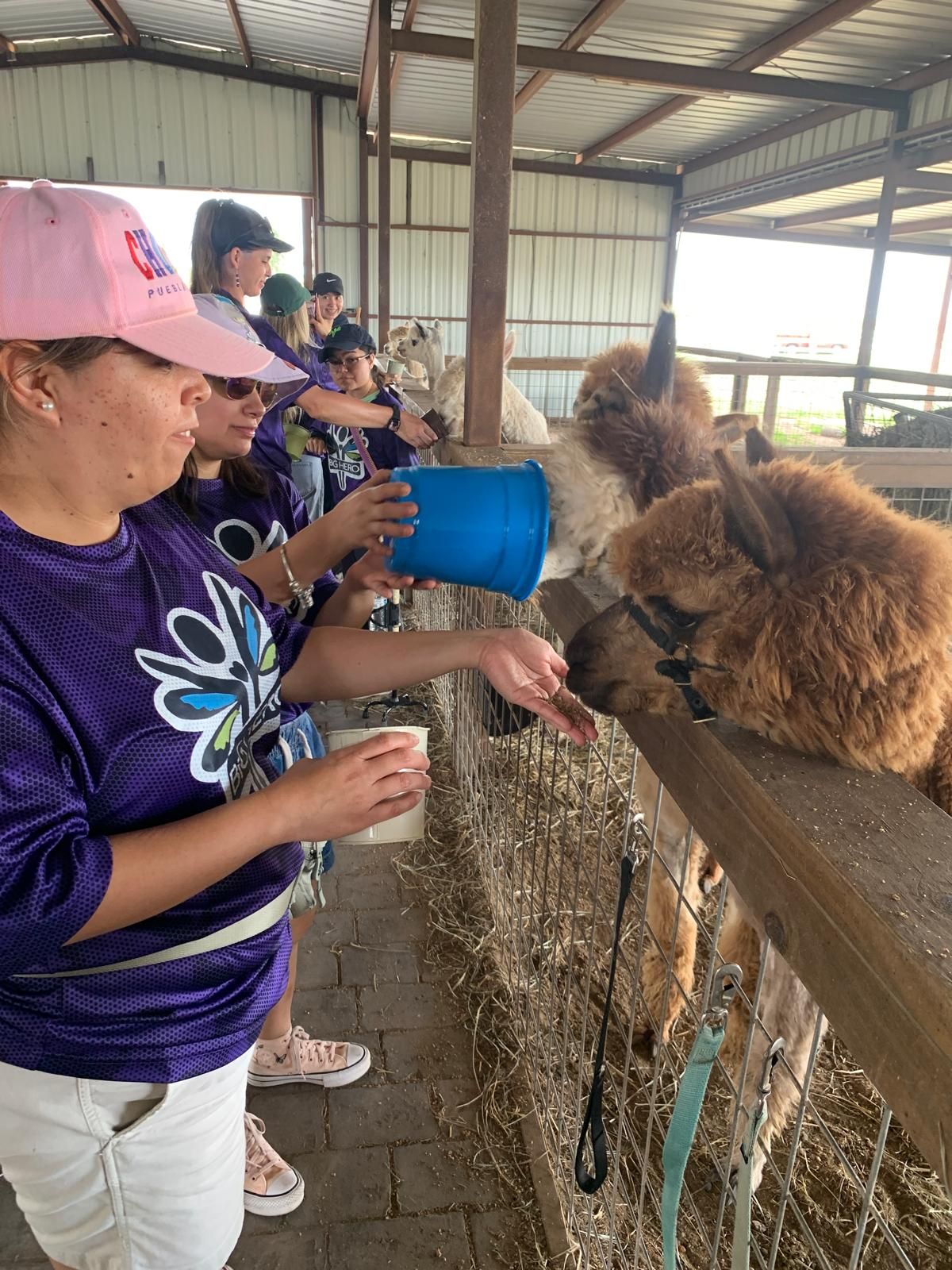 People feeding fluffy alpacas from buckets and cups in a barn, wearing matching purple shirts.