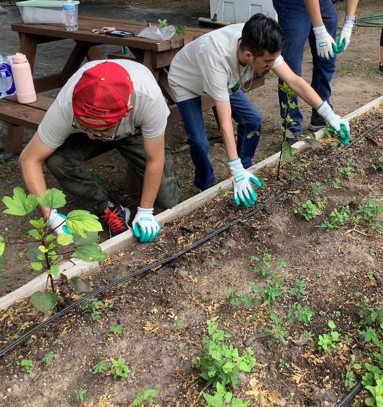 Two men are working in a garden with green gloves on